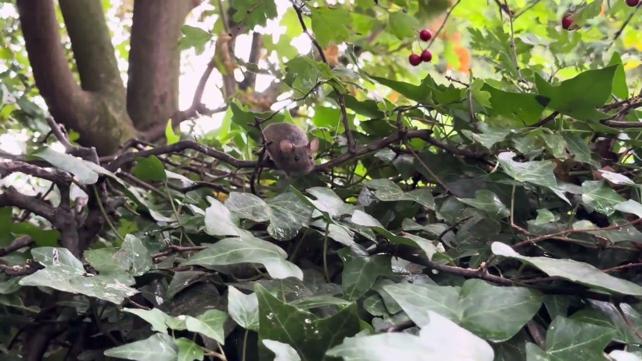 The bramble mouse family on the hedgerow today