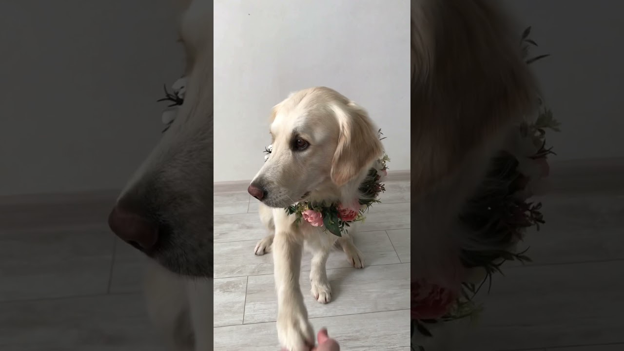 Flower collar wedding dog