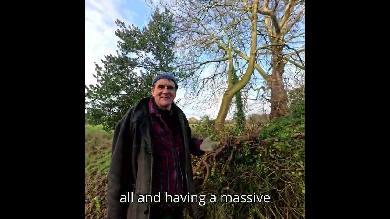 Winter Jobs: Sawing a fallen tree and cutting willow
