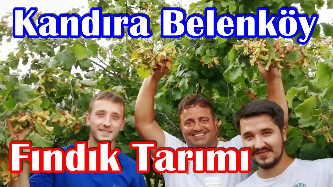 Kandıra - Fındık Yetiştiriciliğinde Rekor Gübre Yaprak Gübresinin Etkisi - Fındık Gübreleme - Verim