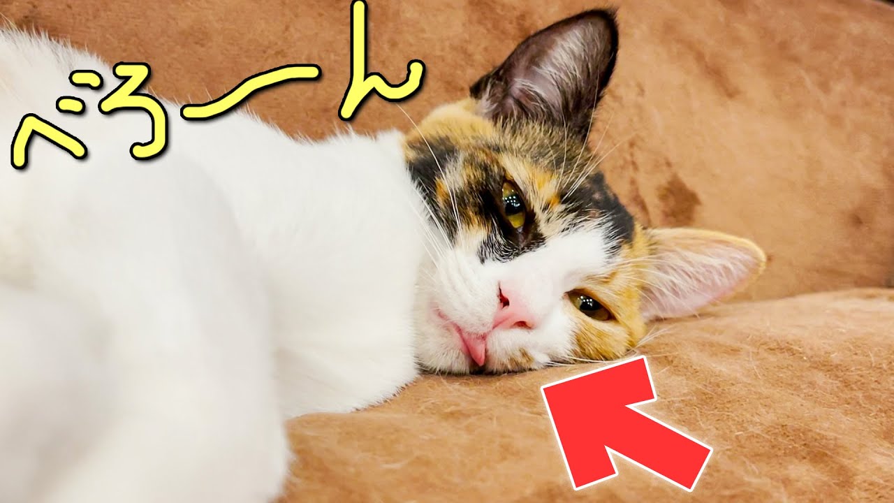 舌のしまい忘れてとんでもない顔になってしまう子猫