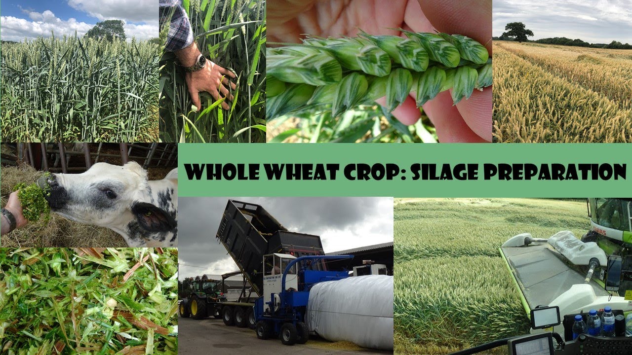 Whole Crop Wheat: Silage Preparation