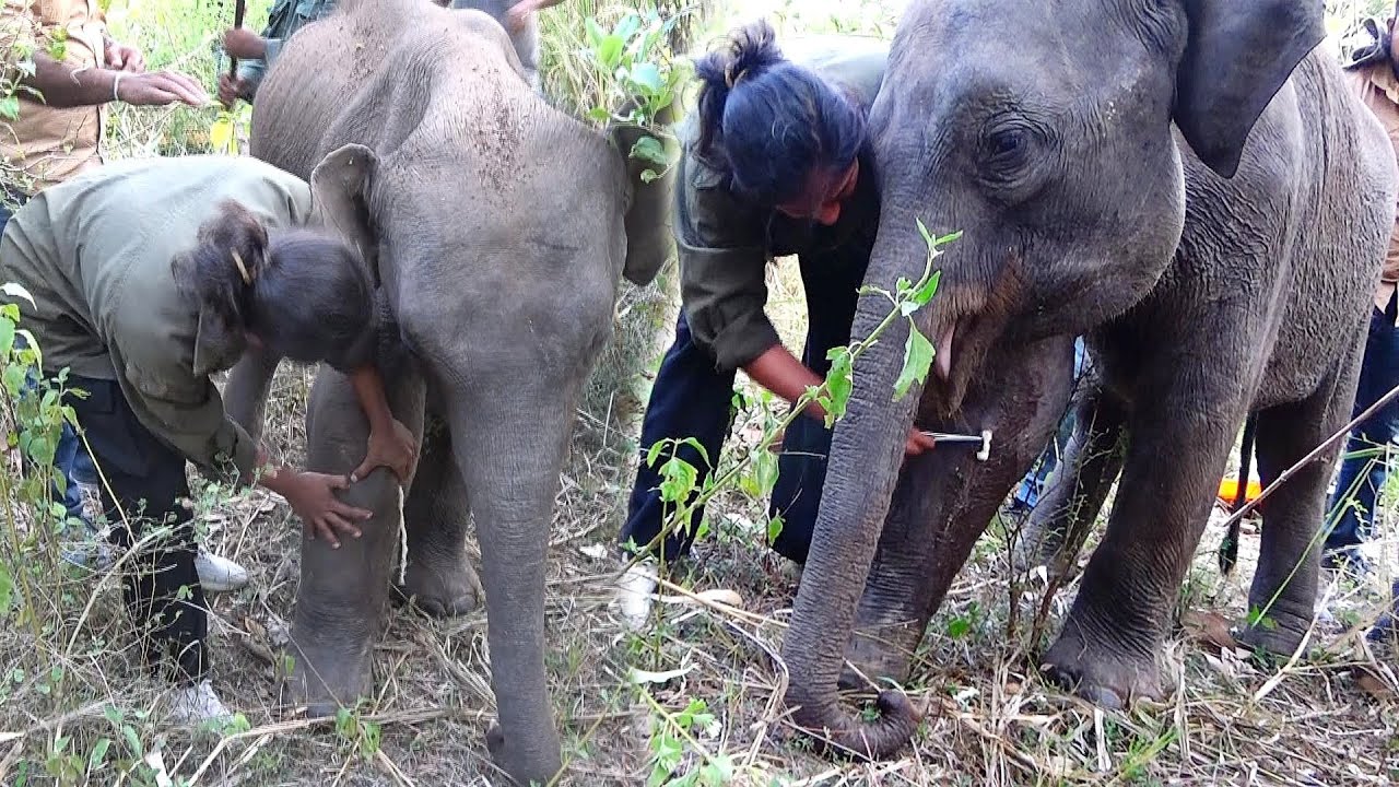 Молодой слоненок с лопнувшим абсцессом на ноге получил помощь от отважной команды врачей.