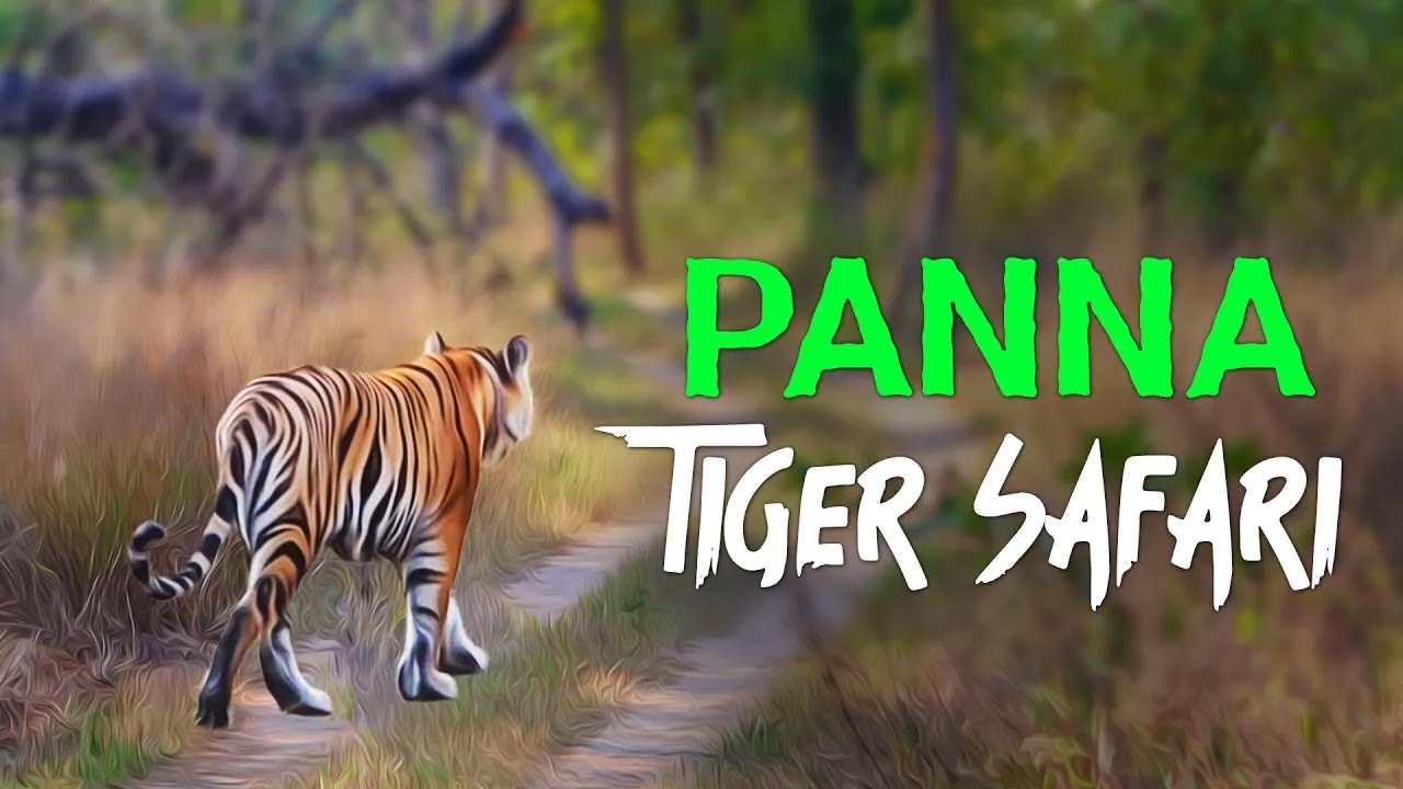 Sudden Tiger Encounter at Panna Tiger Safari - 4K Video