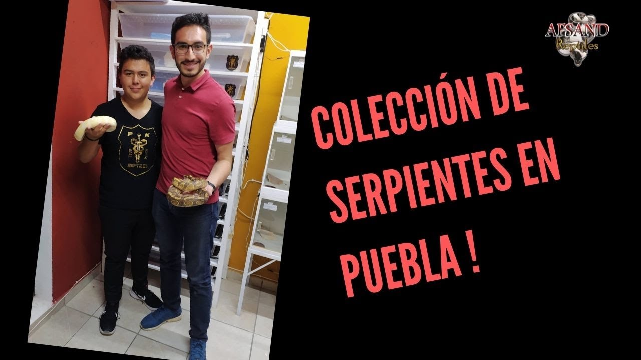 Colección de Serpientes en PUEBLA 🐍🔥