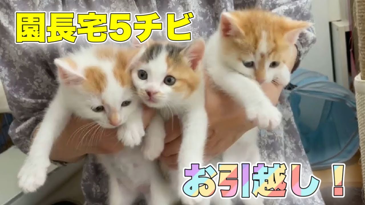 園長宅チビーズのお引越し【kittens】