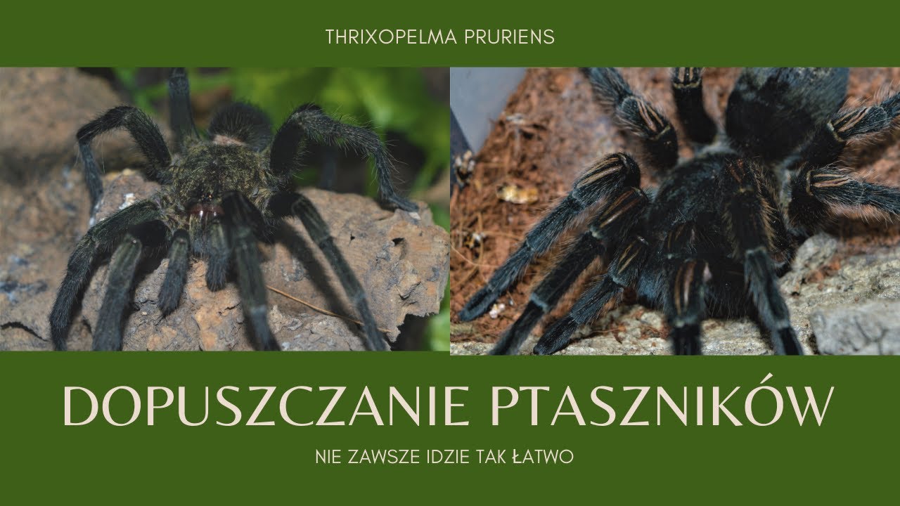 KOPULACJA THRIXOPELMA PRURIENS (Thrixopelma pruriens mating) - OPORNA SAMICA