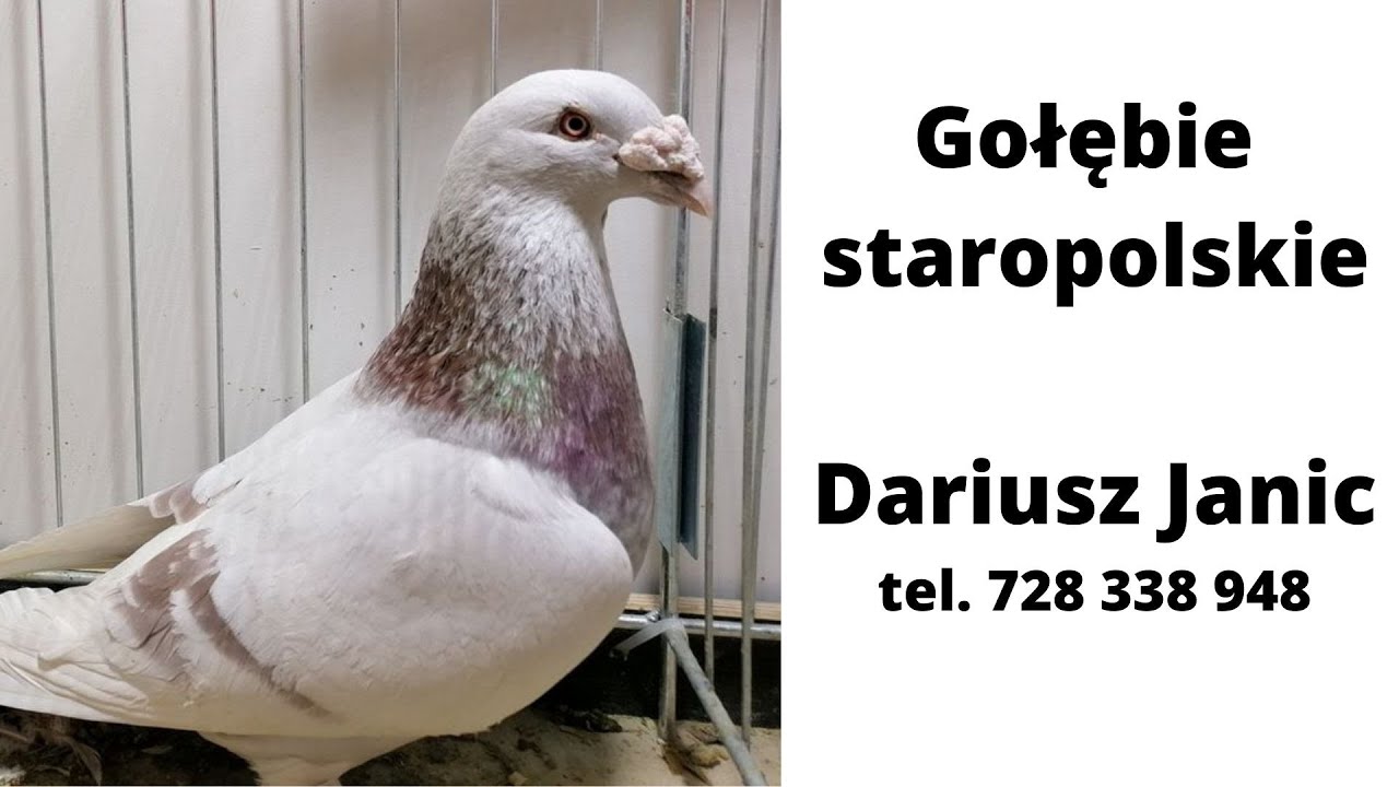Gołębie staropolskie - Dariusz Janic - 2022 - Częstochowa - 728 338 948