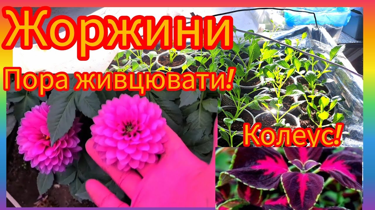 Живцювання жоржин та колеусів!🌺🌿Чому погано росте корінння ,на хризантемі🤔⁉️#flowers #жоржини 