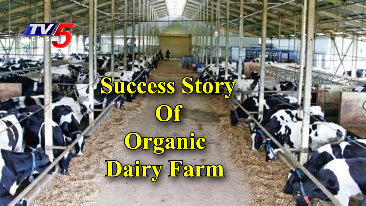 Organic Milk |  A Success Story Of Organic Dairy Farm | Annapurna | Telugu News | TV5 News