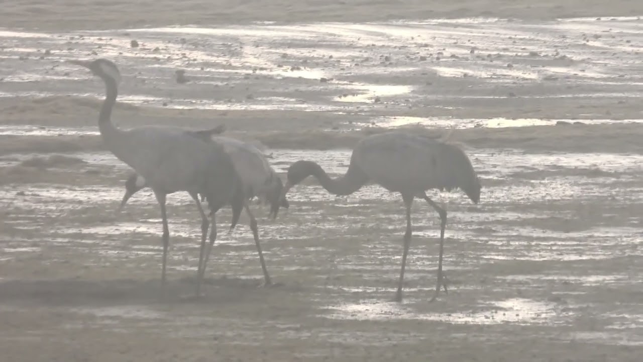 Grues cendrées au lac du Der  Marne  (film 29)