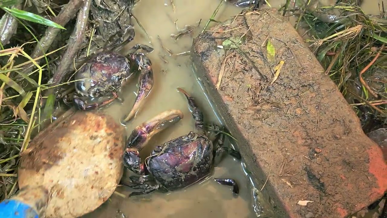 ទុកនៅជាមួយក្មសាកមើល