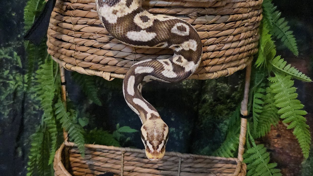 Creation of new Snake Enrichment