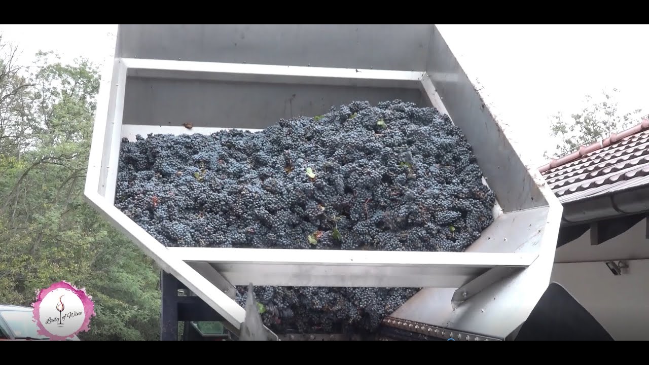 Lady of Wine - Vinska edukacija: Kako se proizvodi crveno vino?