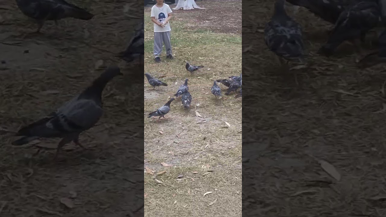 BIRD PAPARAZZI 😃👍🥰#birdlovers #cutebirds #pigeons #cockatoo #birds #birb #wildbirds #birdshorts