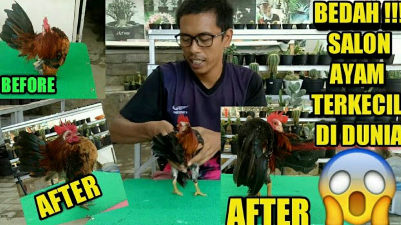 SALON BULU DAN MENJAHIT EKOR AYAM SERAMA KONTES || Serama chicken grooming part2