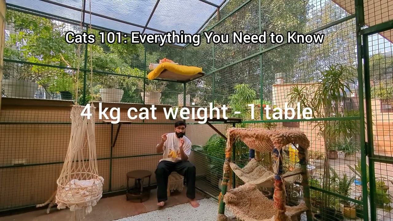 Basic Health, Food & Other tips for cats| The ultimate cat guide 