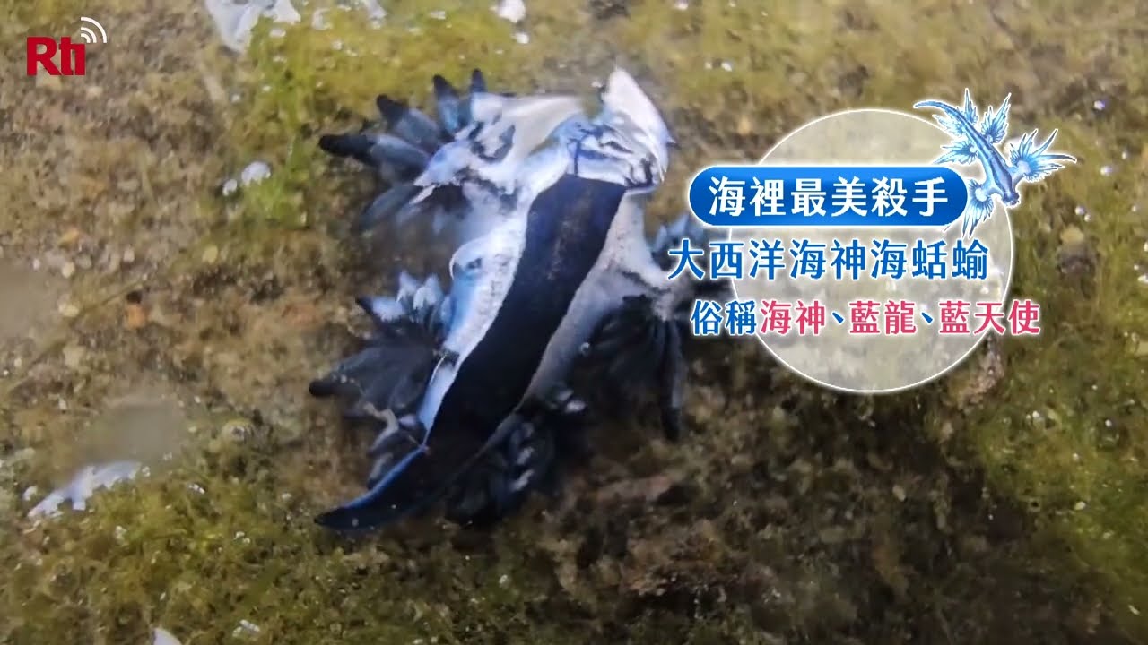Blaue Drachen in Keelung