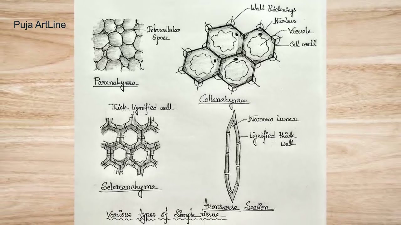 Simple tissue Diagram parenchyma collenchyma sclerenchyma/Biology class/Science project/practical