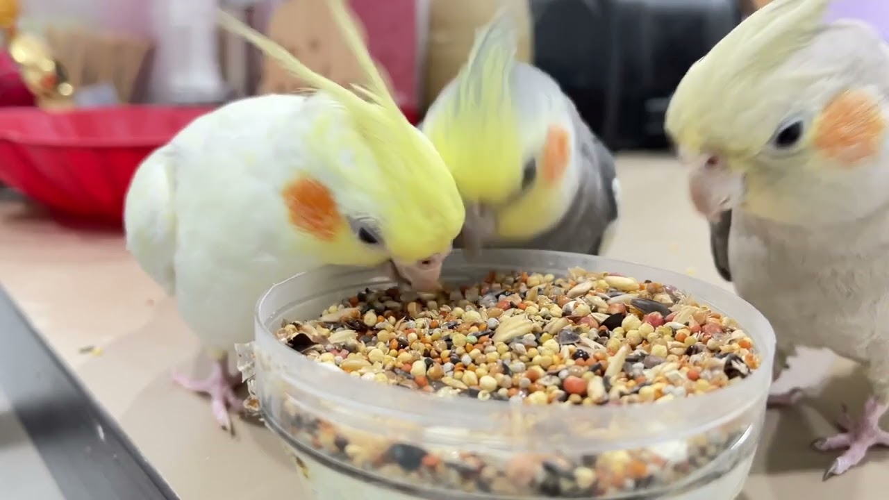 Which of these three parrots is the cutest? Guess which one is the older sister or brother.