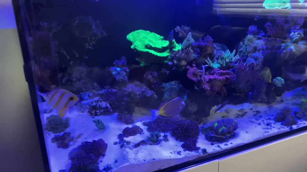 RedSea 525 Update  “Tank Failure”