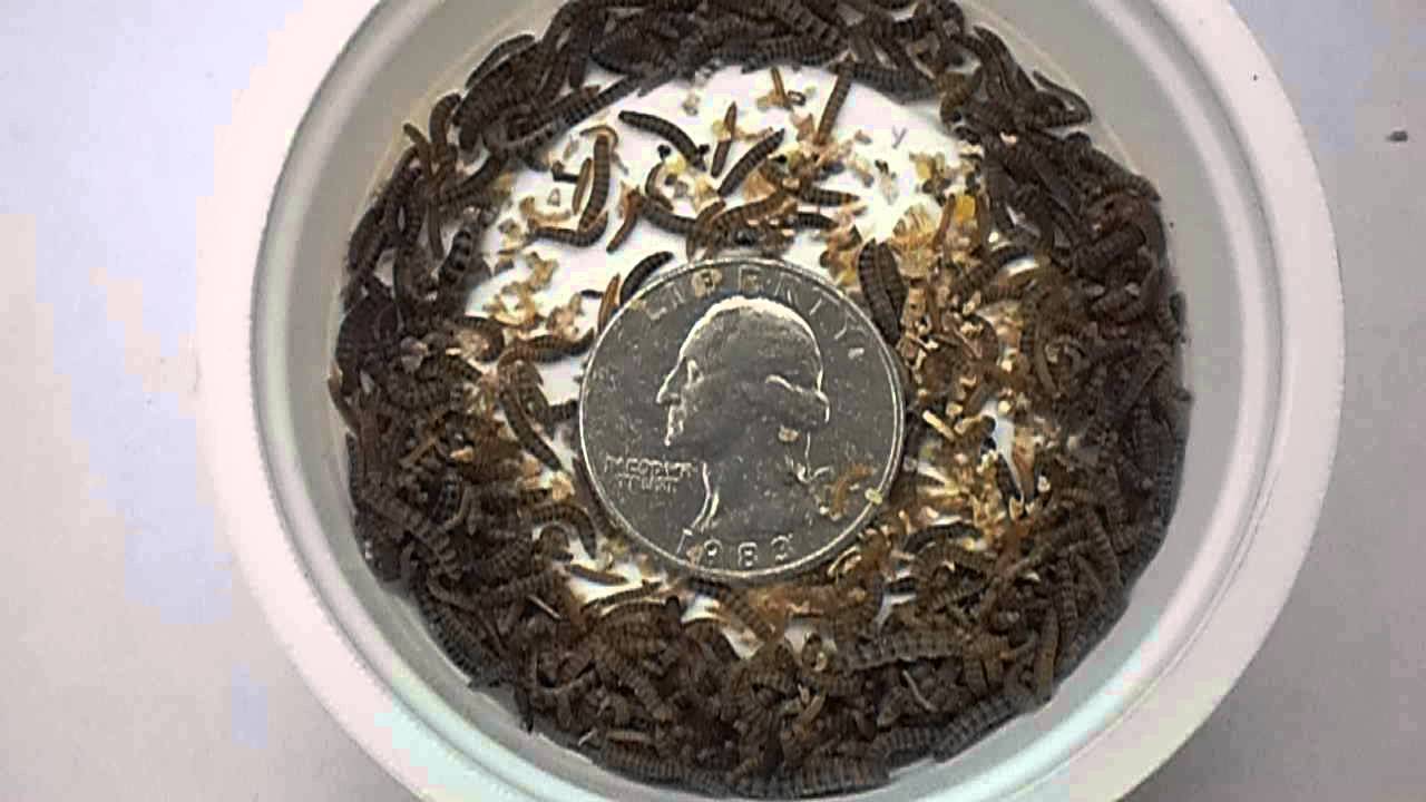 Buffalo Worms Alphitobius diaperinus