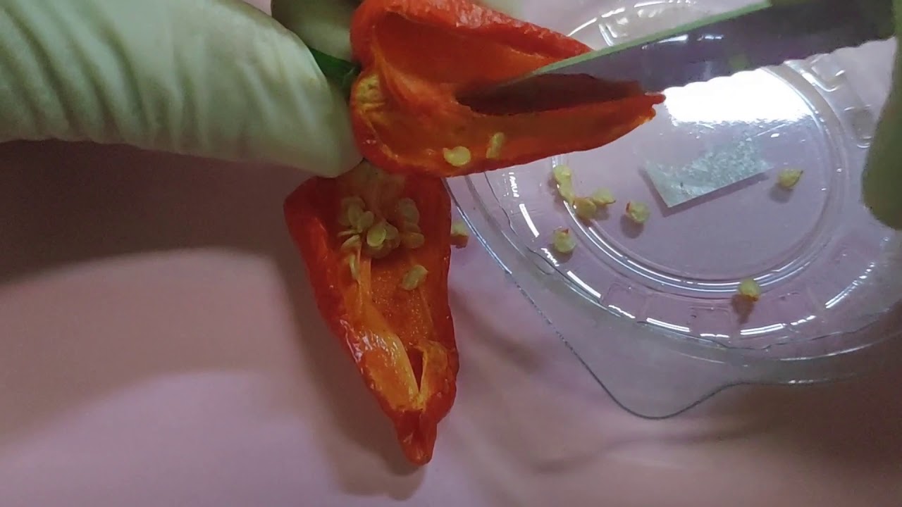 Forma correta de guardar sementes de pimenta com alta germinação. Papo de Jardinagem - Episódio 03.