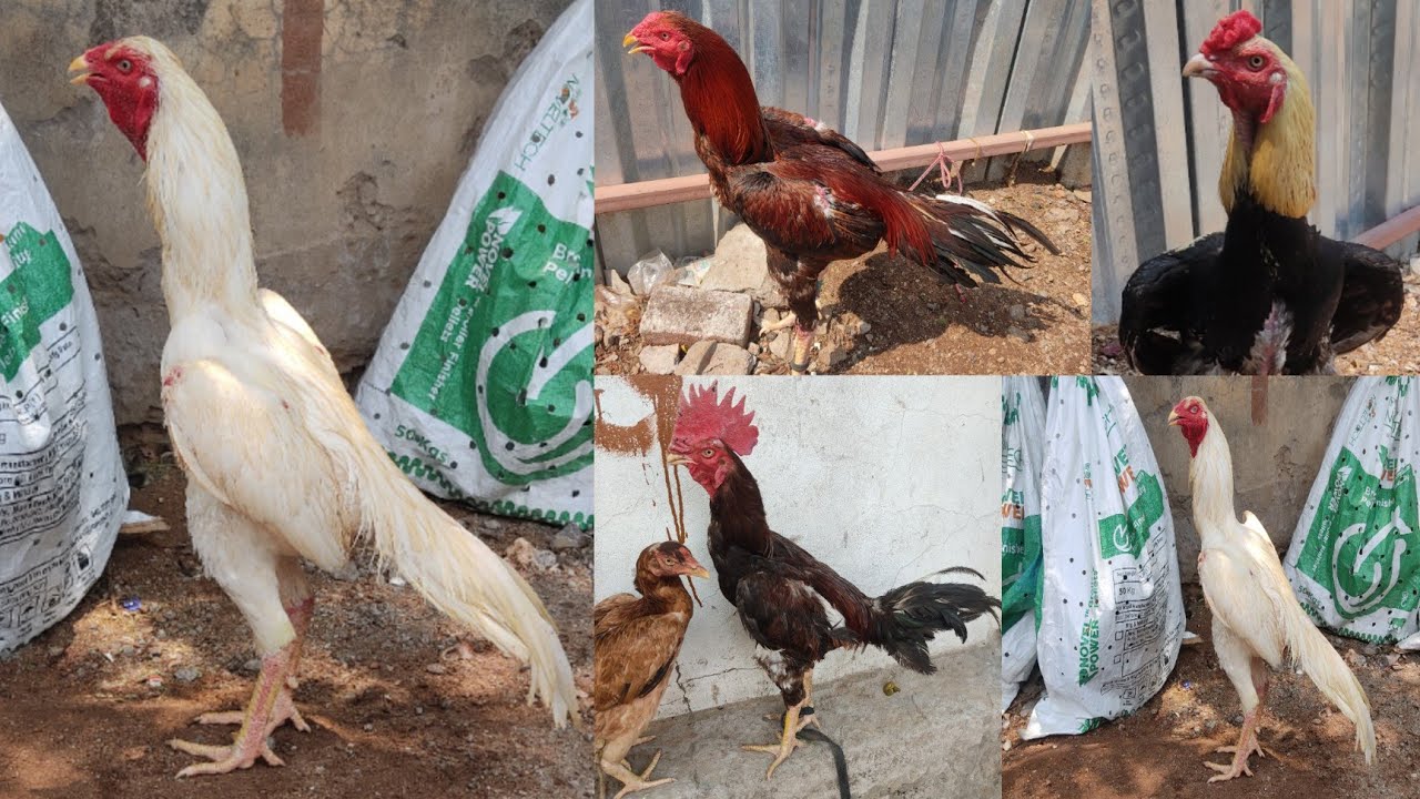 Erragadda Sunday Kolla Market || Hens