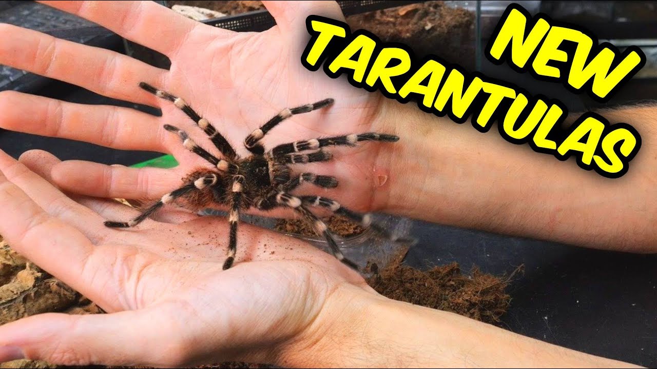 I GOT FREE TARANTULAS!
