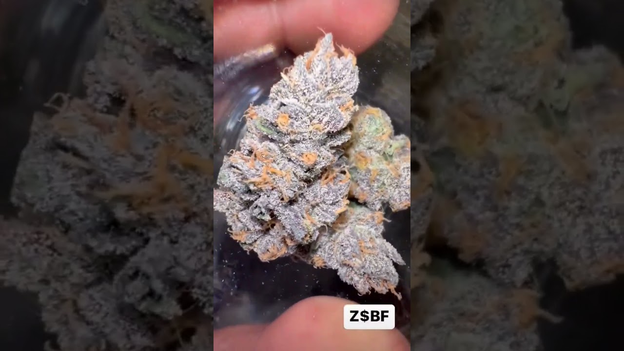 Z$BF. The best thing smoking in the Bay Area rn. #shorts