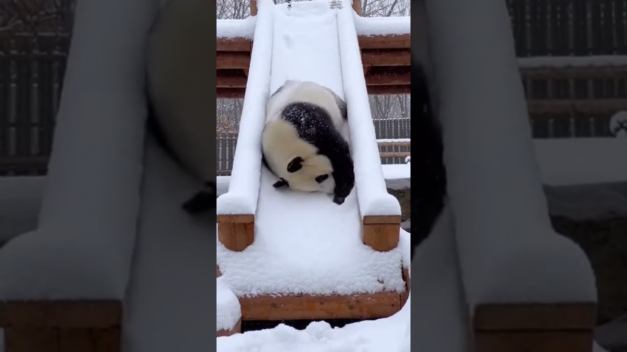 Panda&rsquo;s Snow Slide Was Pure Joy 🐼❄️😂 #panda #snowslide #cute