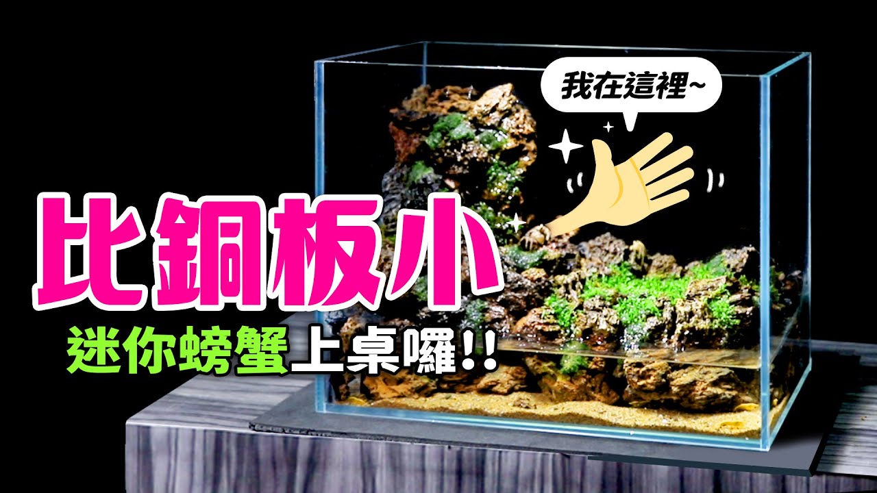 螃蟹不只能吃還能當寵物養，30cm螃蟹缸端上桌！Micro Crab Tank.  Make a Waterfall Paludarium Tank