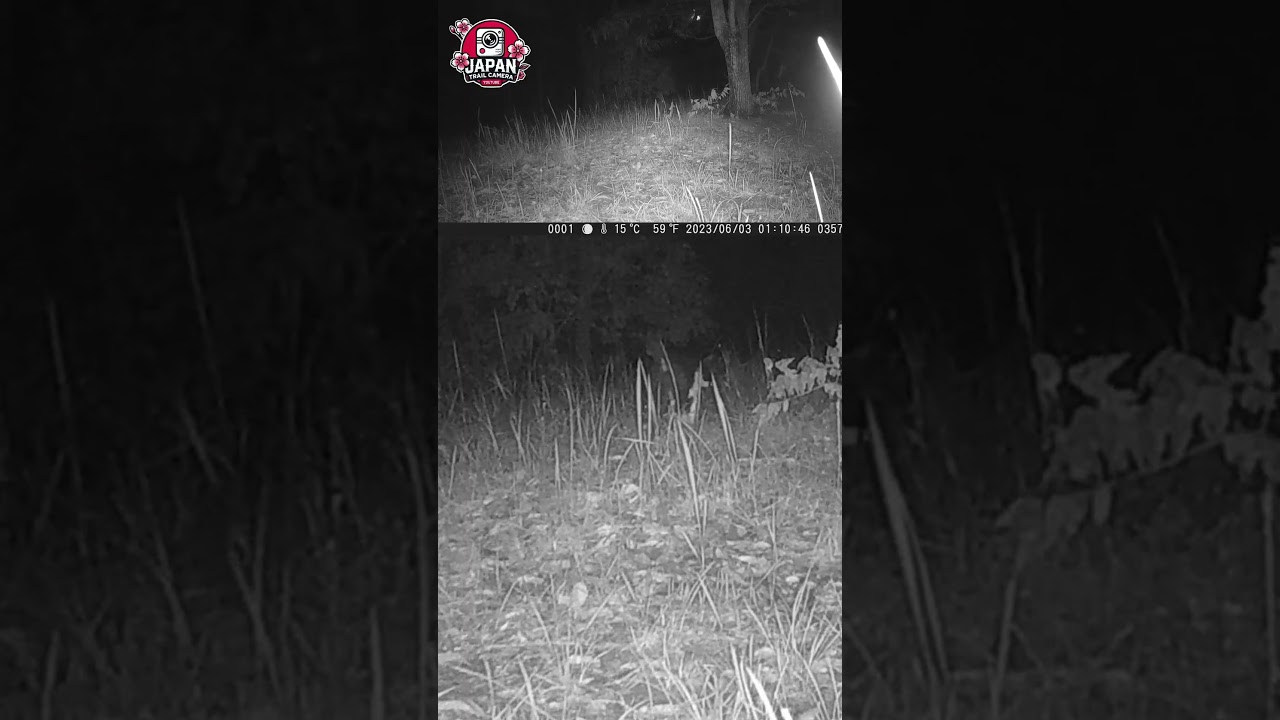 where are you going... | Japan Trail Camera | Cat | JTC Shorts 207 