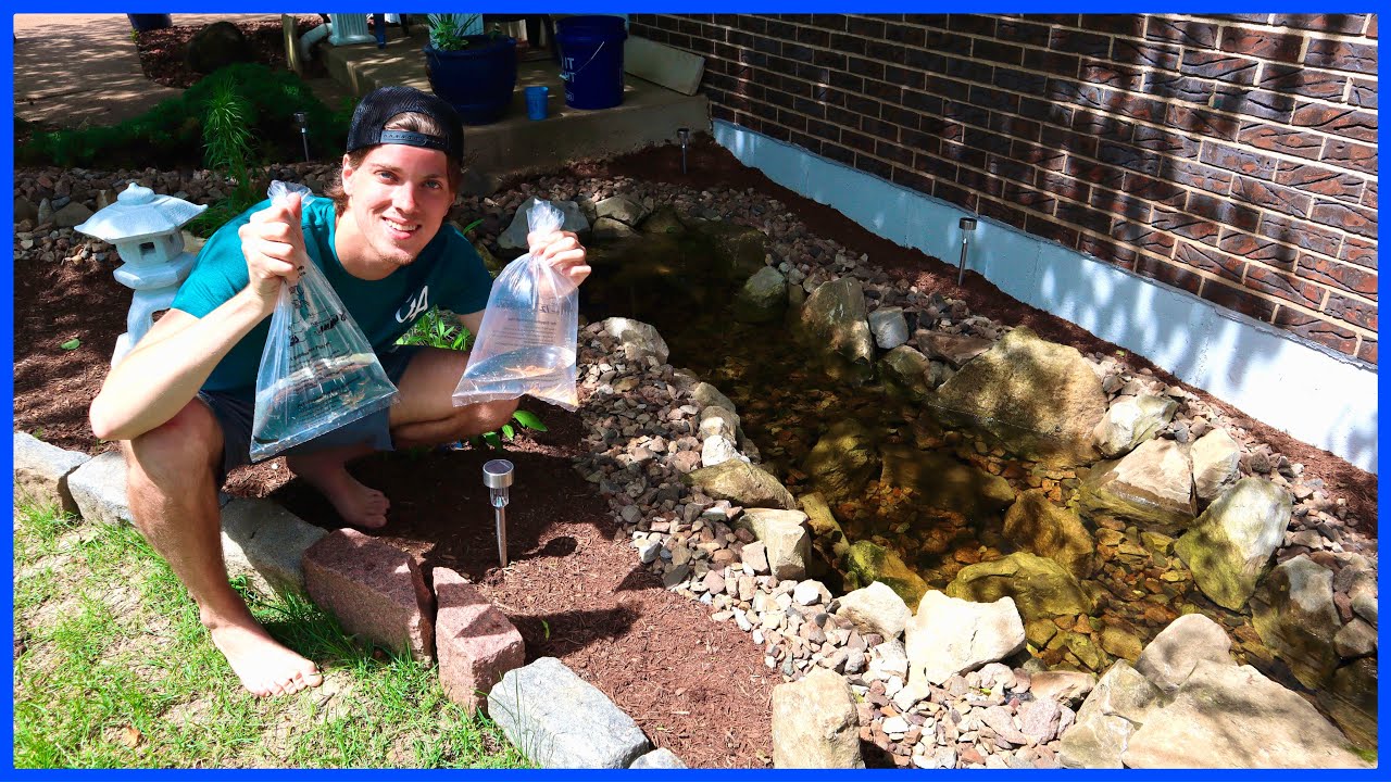 Adding The First Fish To My Pond!
