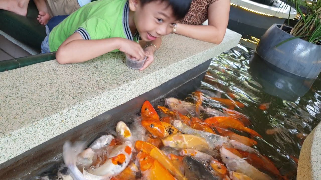 cá Koi đẹp nhất - Best Koi fish ever