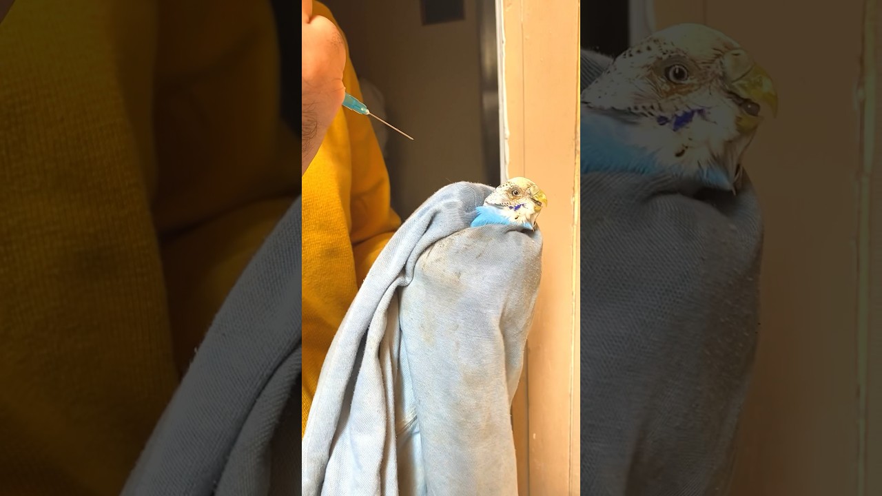 Treating bird eye infection #birds #budgie #parrorts #parakeet #pets #trending