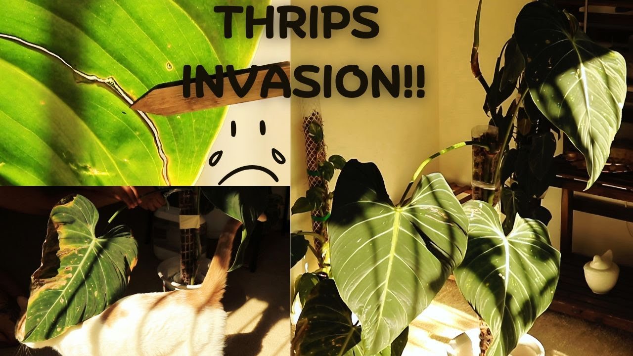 #23 Caring & Treating Thrips Infestation on Philodendron Glorious | Moss Pole Extension |Silent Vlog