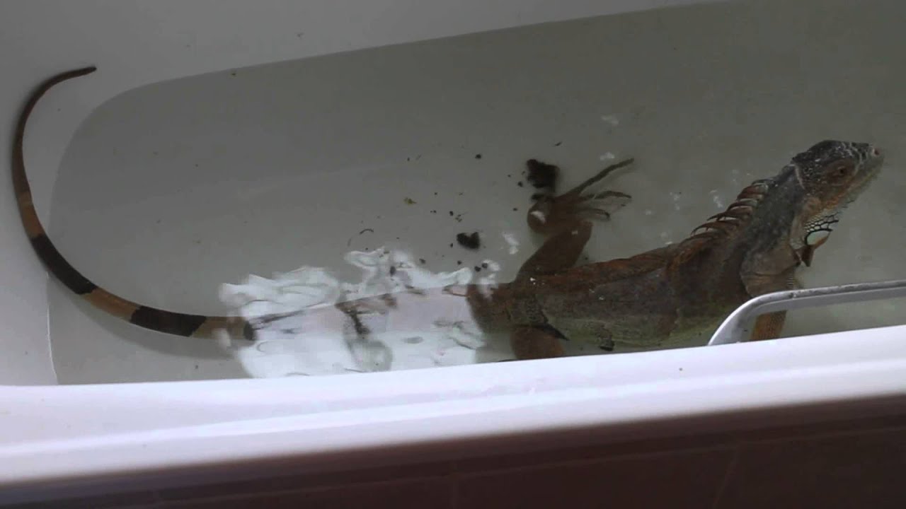Green Iguana Bathing Rituals