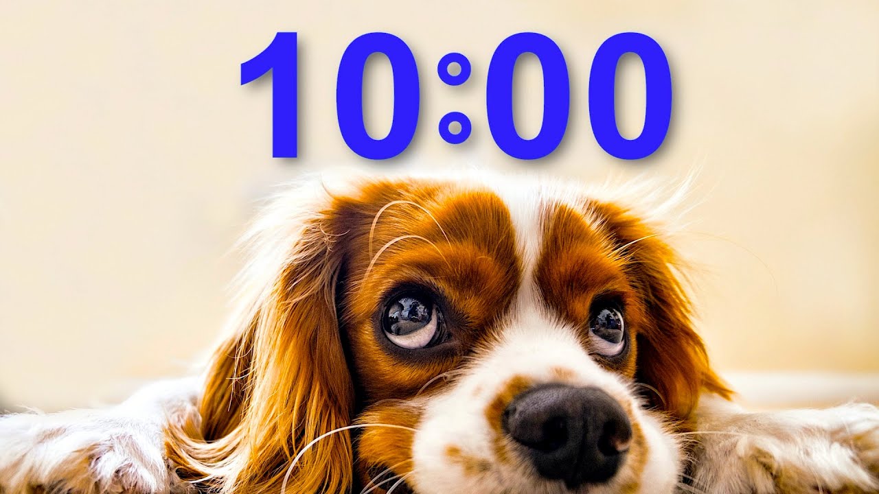 10 minute timer for school and homework | Dog Bark Alarm Sound