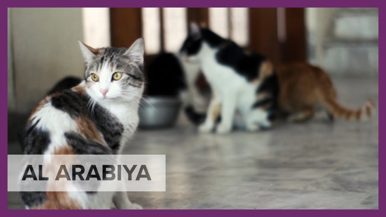 Decent life for animals in Pakistan