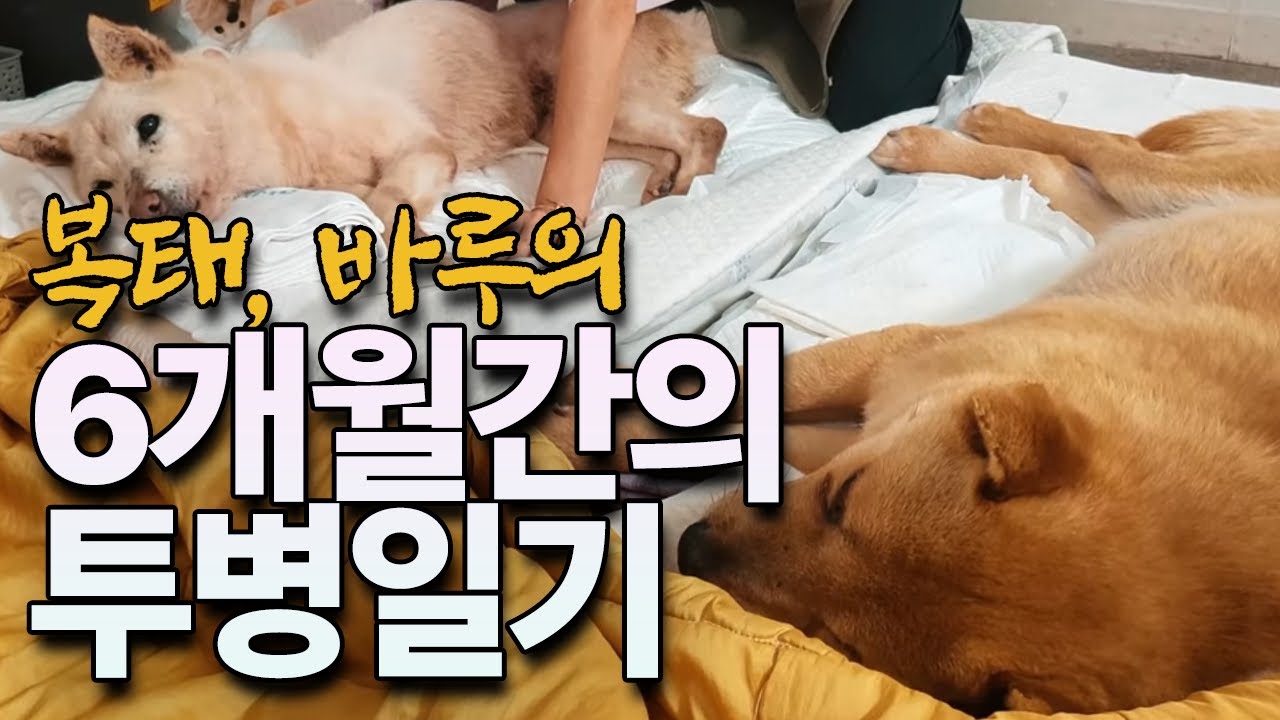 과연 우리에게 삶과 죽음을 결정할 권한이 있을까? 노령견케어 반려견안락사 진돗개 우리개연구소