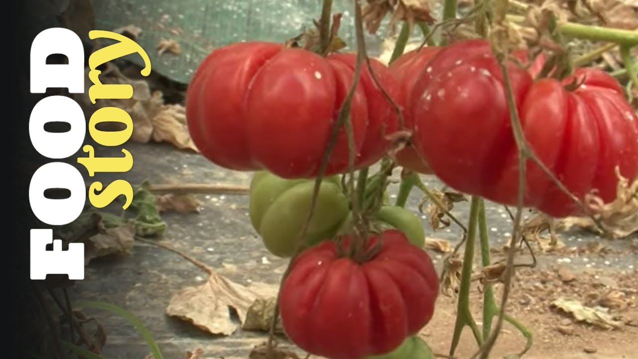 Comment se procurer des tomates de qualité ?