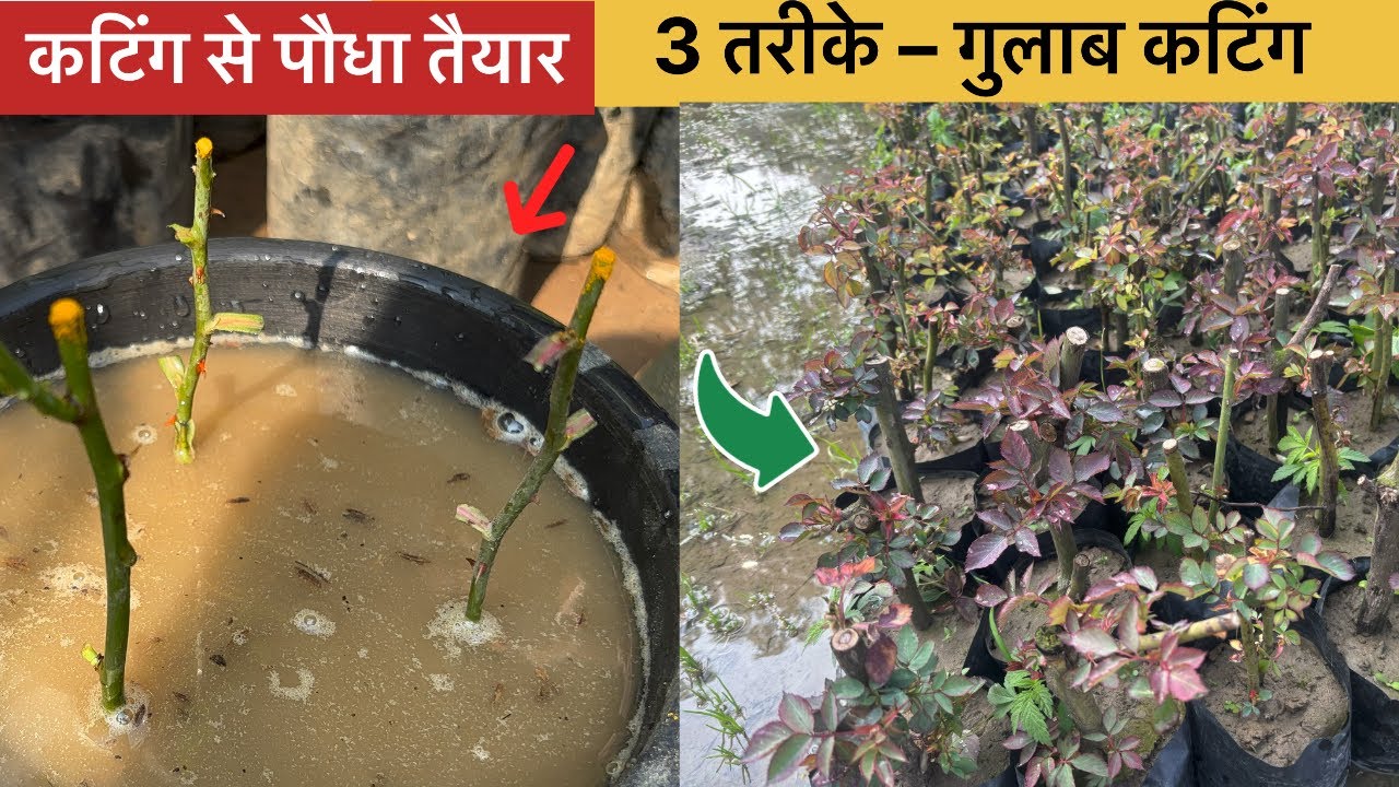 गुलाब की कटिंग लगाने के 3 सबसे अच्छे तरीके | 100% रिजल्ट प्रूफ