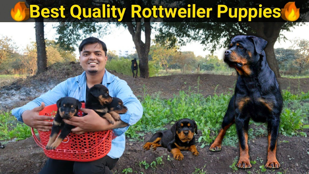 ये है Pune के Best ROTTWEILER Dog | My Indian Pets