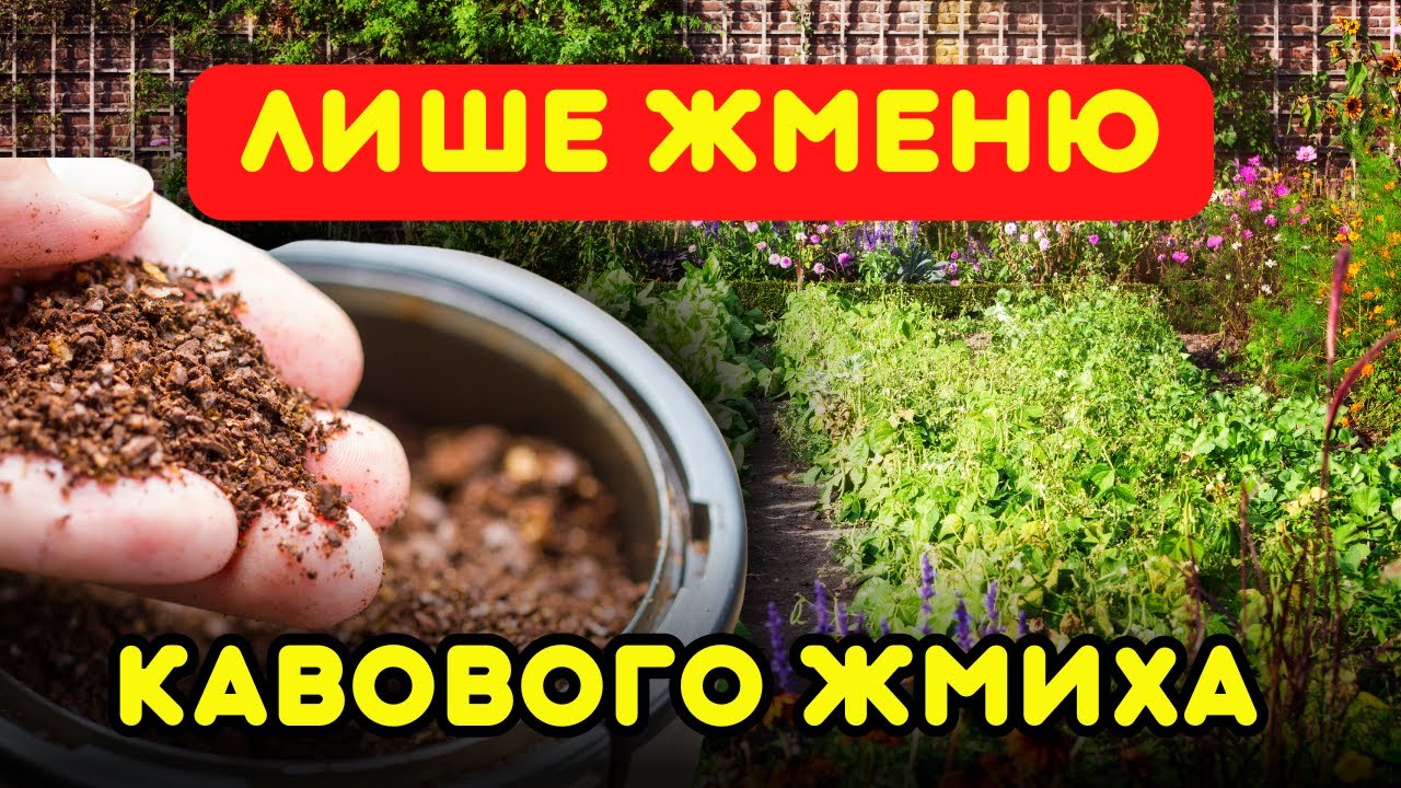 Кавовий жмих НЕ ВИКИДАЮ! Використовую на городі ось так! Мої 5 простих городних секрета