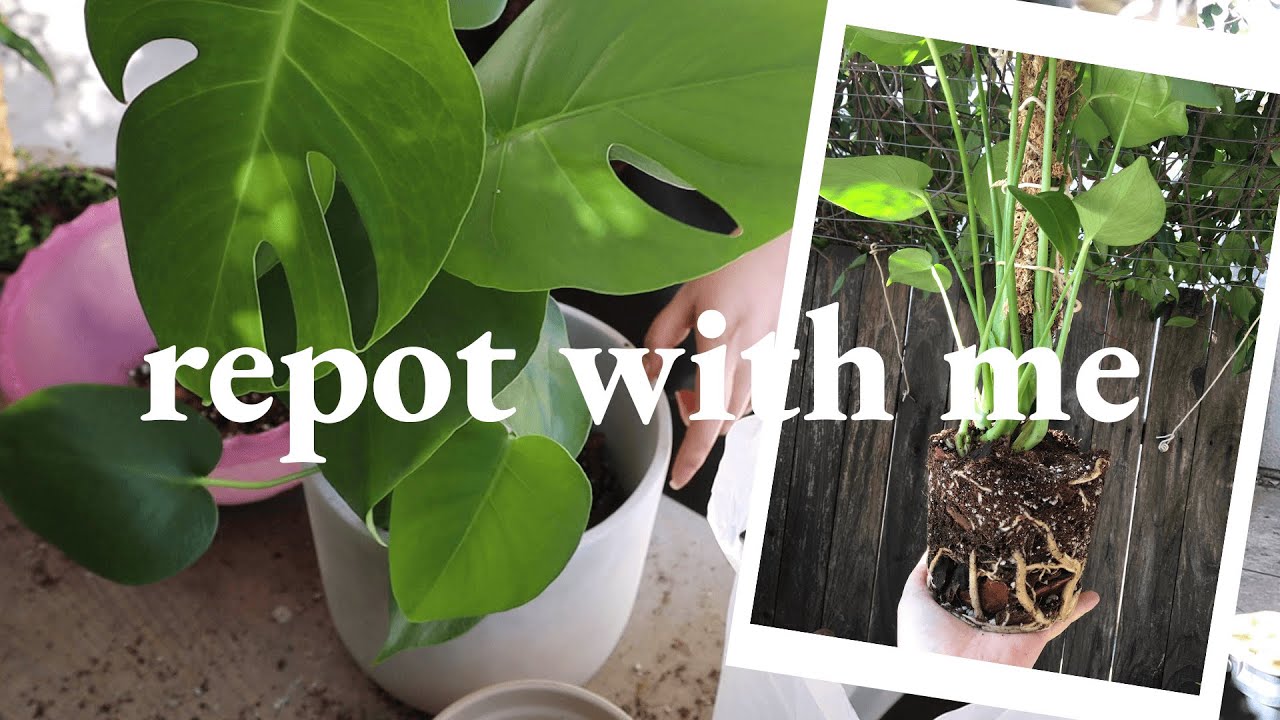 Repotting My Monstera - Best Soil Mixture Ever! | Bee's House of Plants