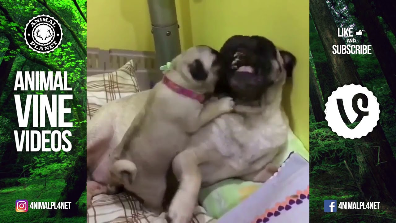 Top Pug Vines Compilation 🔴 Funny Pug Vine Videos Compilation -  Carlino Vines Recopilaci&oacute;n