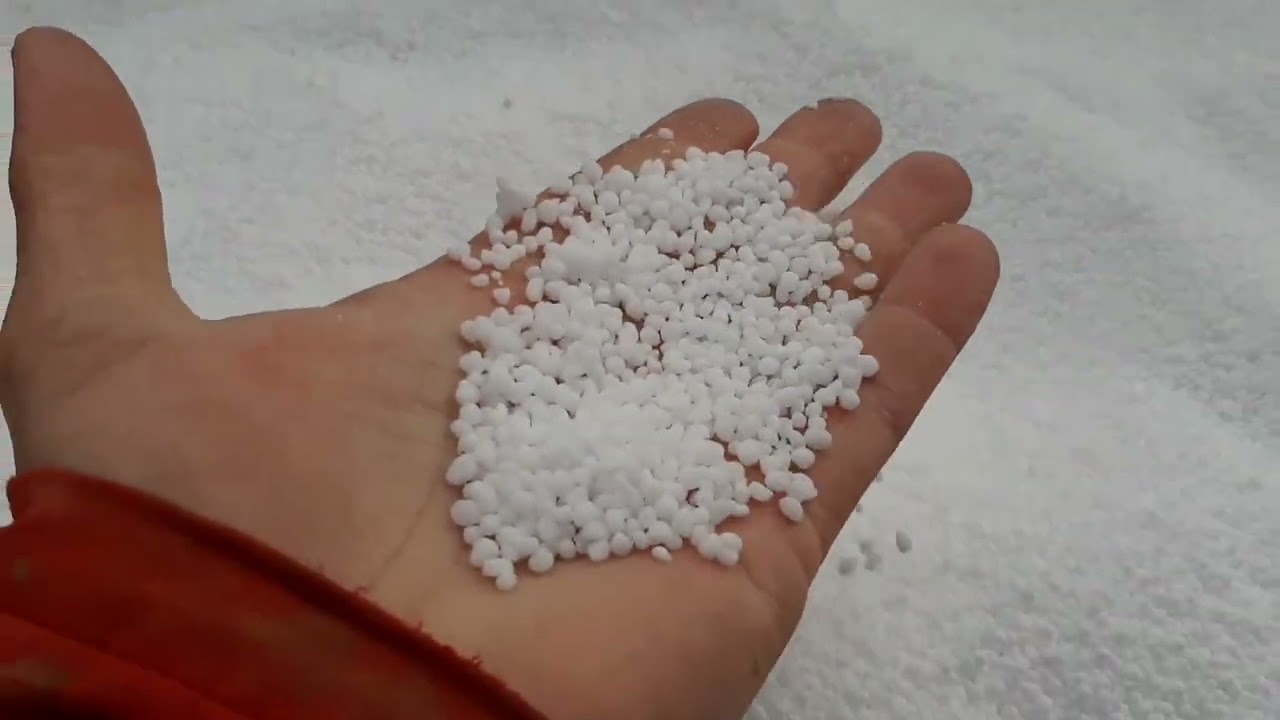 BUĞDAY VE ARPAYA BEYAZ ALTIN ATTIK. ÜRE GÜBRESİ KAÇ KİLO ATILIR? 2024