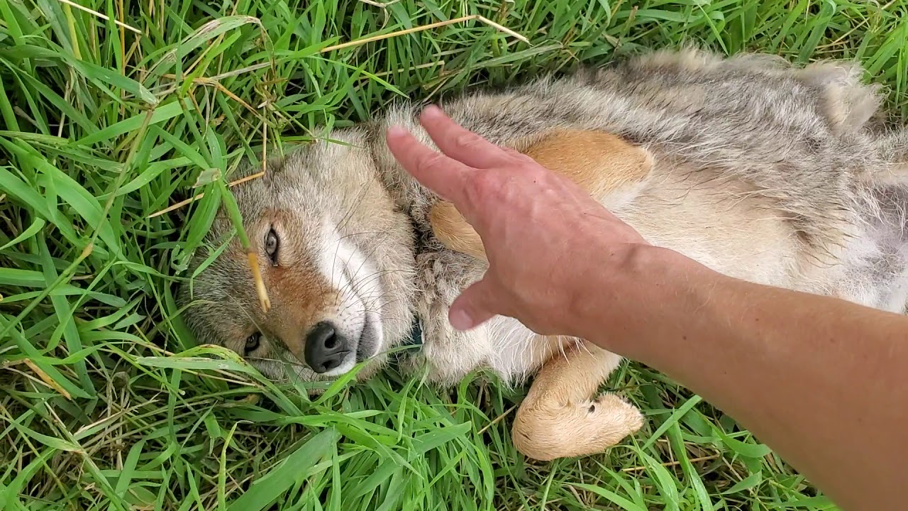 Dakota the coyote breaking rules