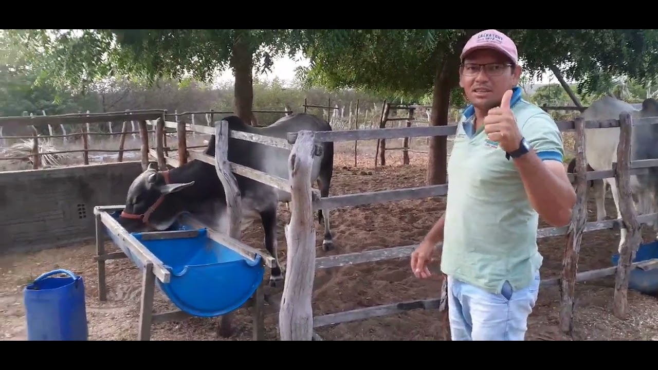 ALMIR AJUDAR O AMIGO A BOTA RAÇÃO POR GADO🐂🐂🐂